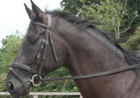 Bradfield Equestrian