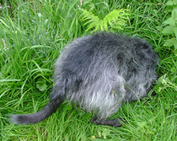 Looking 4 Trouble II